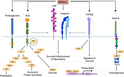The role of midkine in health and disease